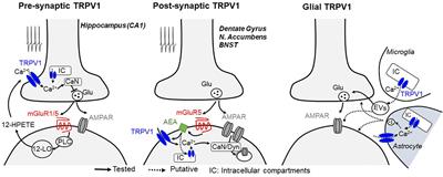 Transient Receptor Potential Vanilloid 1 Function at Central Synapses in Health and Disease